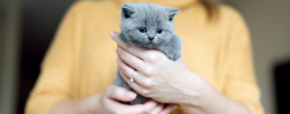 Grey adorable kitty held by a woman standing in a background. Furry love. British shorthair cat.