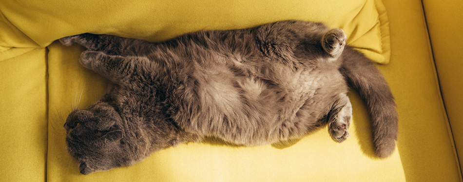 Grey scottish fold cat sleeping on yellow sofa at home