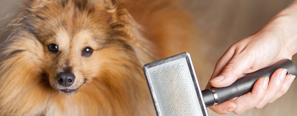 Grooming with a dog brush on a shetland sheepdog