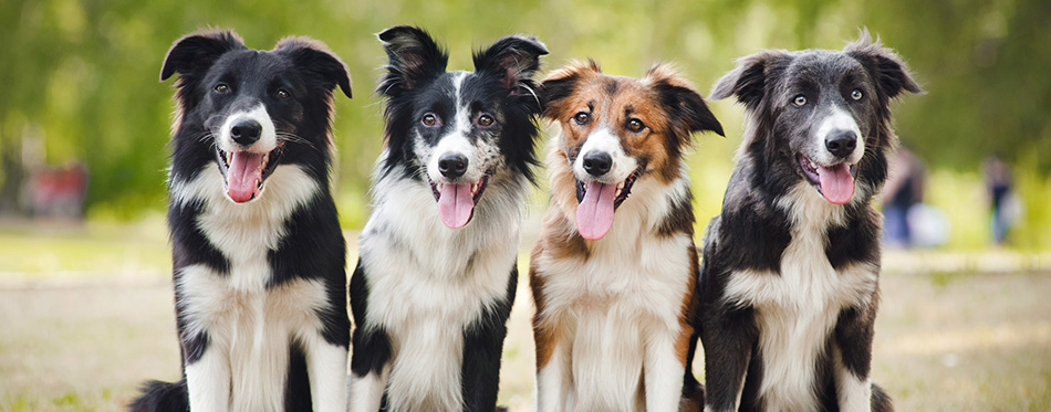 Group of happy dogs sittingon the grass