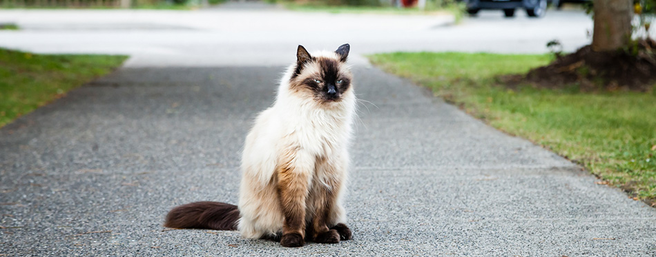 Grumpy Balinese Cat Sitting on Sidewalk near Road 