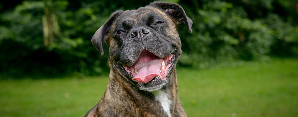 Happy boxer dog resting on grass 