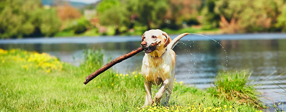Happy dog with stick 