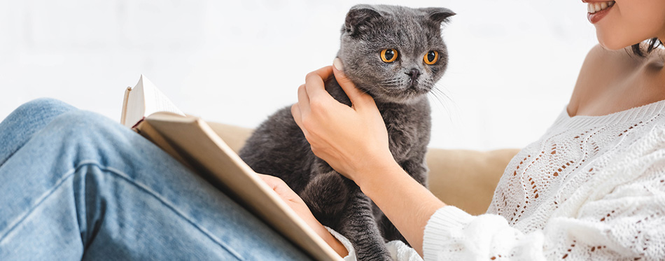 Happy girl reading book on sofa with scottish fold cat