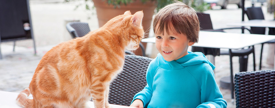 Happy little boy, child, playing with lovely cat outdoors