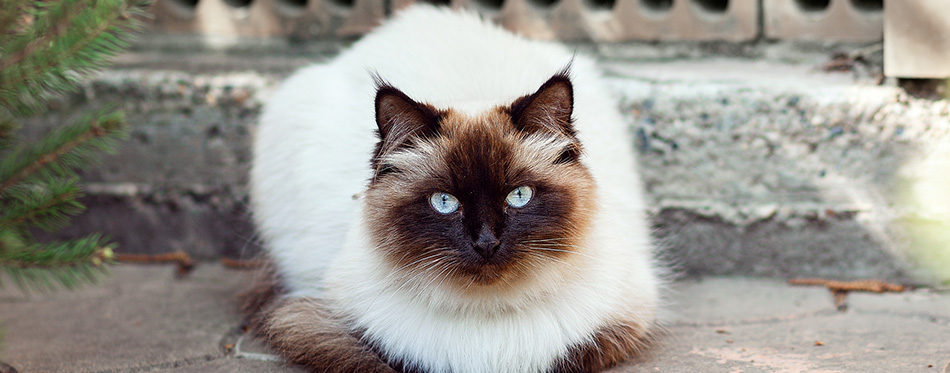 Himalayan Neva masquerade cat.