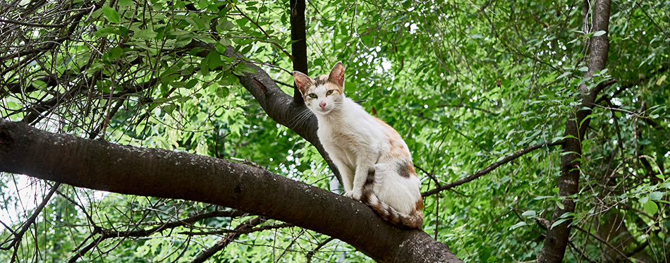 Homeless cat sits on a tree branch. color nature 