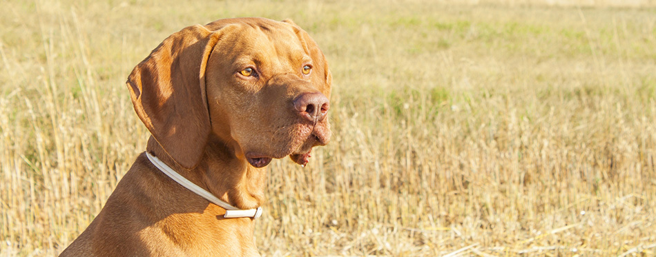 Hungarian Pointer Viszla on the harvested field on a hot summer day. Dog sitting on straw. Morning sunlight in a dry landscape. 