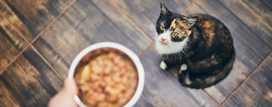 Hungry cat waiting for feeding 