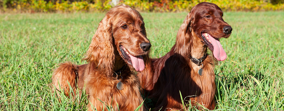 Irish Setter dogs