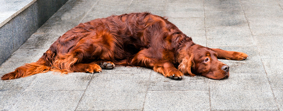 Irish Setter prostrate.