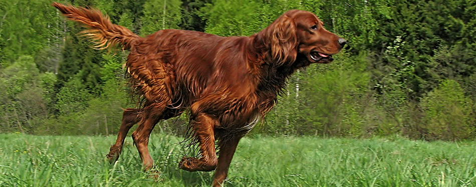 Irish Setter