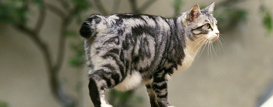 Japanese Bobtail