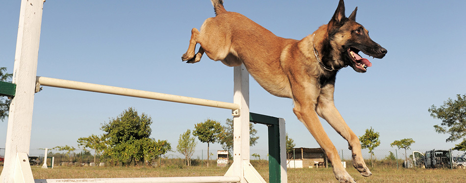 Jumping malinois 