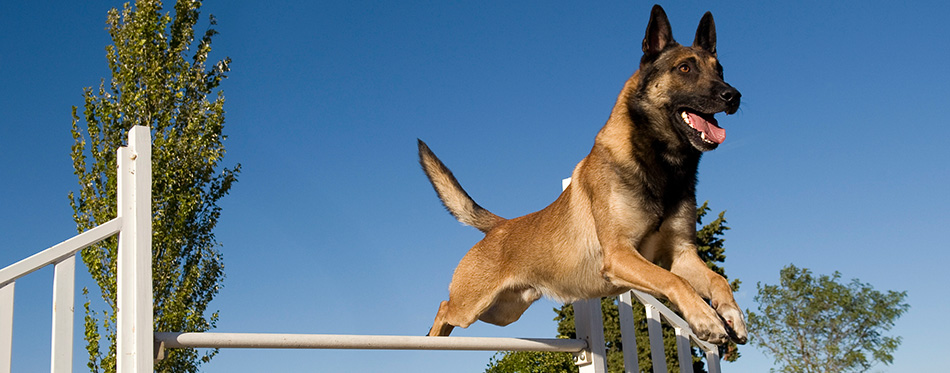 Jumping malinois