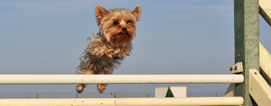 Jumping yorkshire 