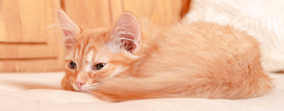 Kitten lying on a pillow