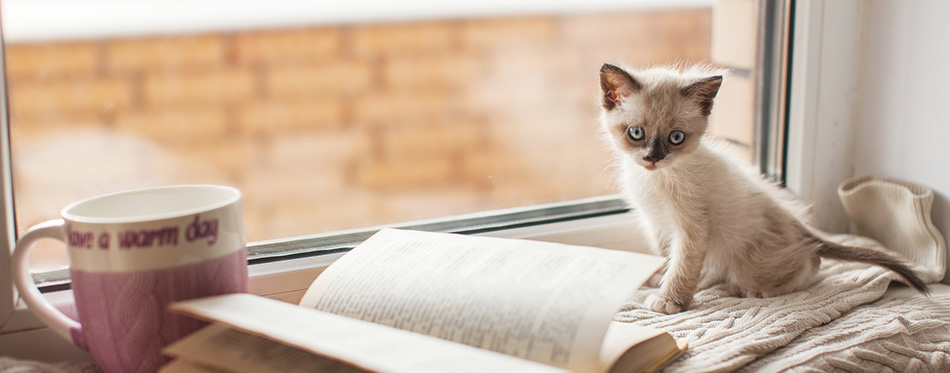 Kitten on a warm knitted sweater on the window sill 