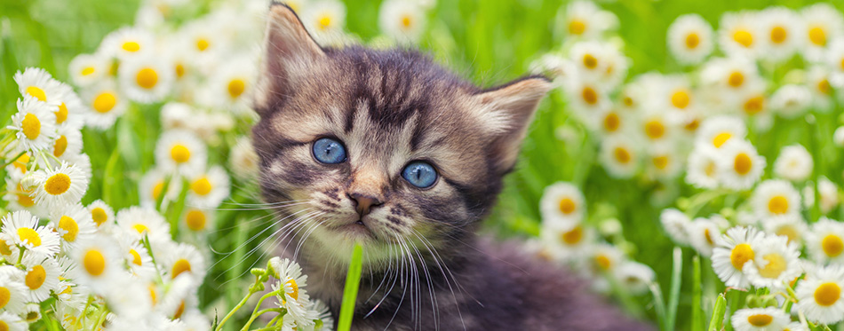 Kitten on flower lawn 