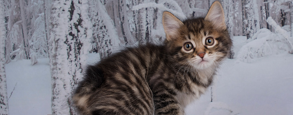 Kitten playing in the winter forest