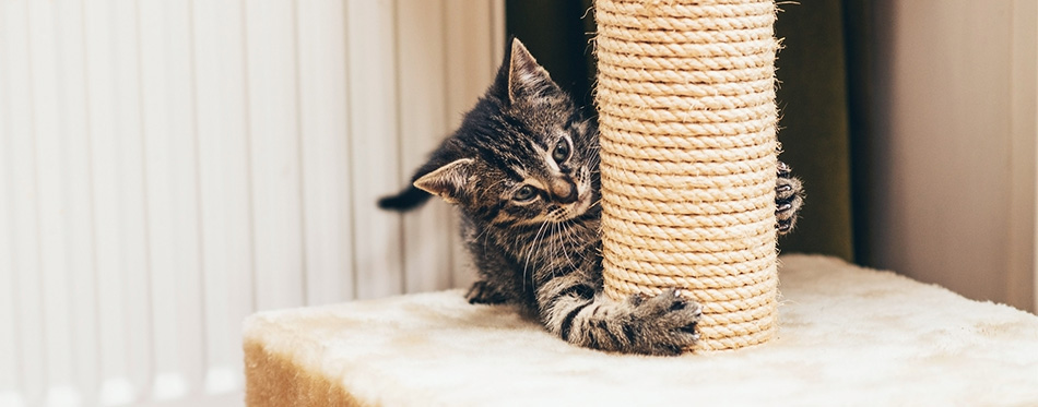 Kitten playing with scratching post