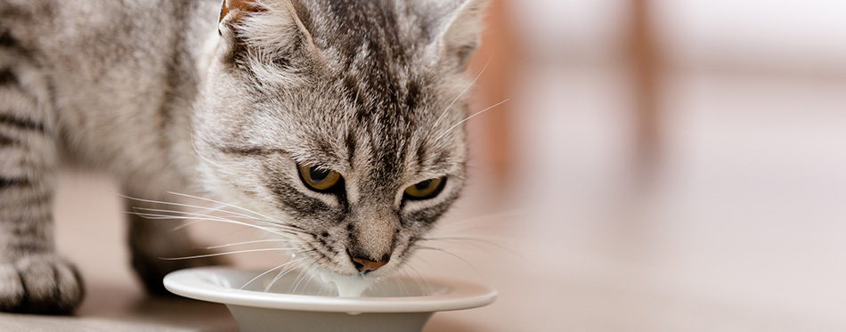 Kitty drinking milk 