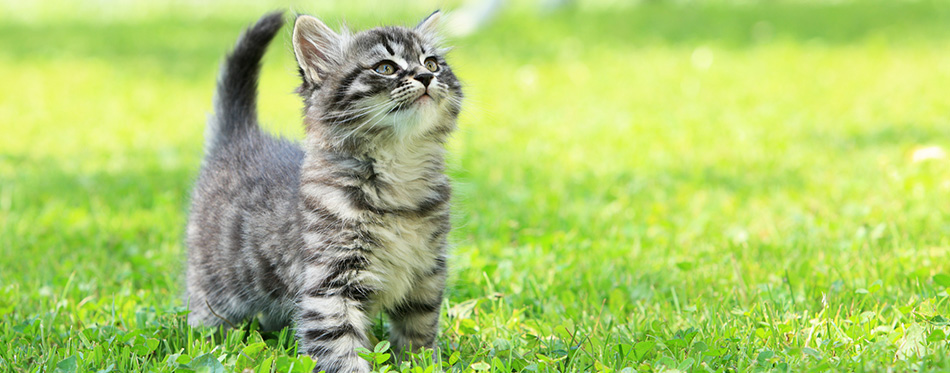 Kitty