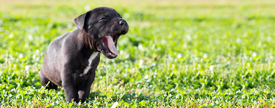 Labrabull puppy