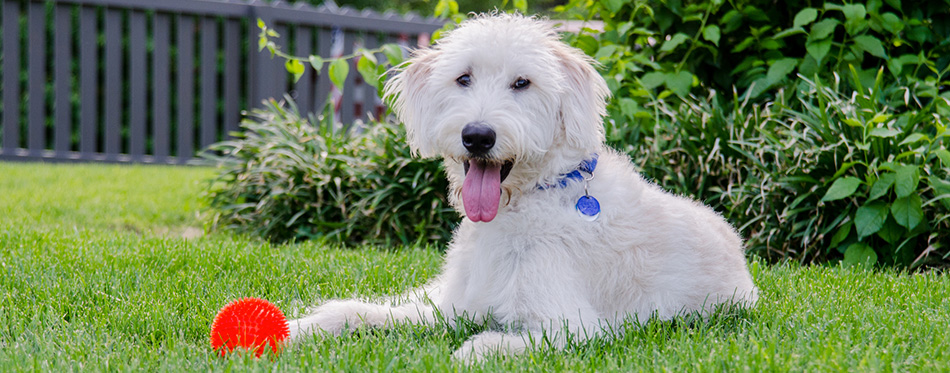 Labradoodle With Red Toy Ball 