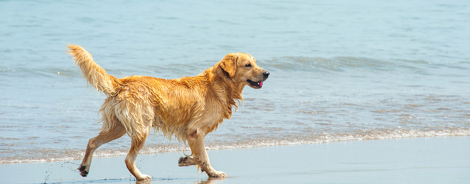 Labrador Retriever playing at the beach