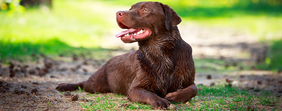 Labrador Retriever