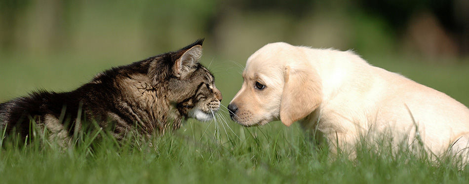 Labrador puppy and cat love and friendship