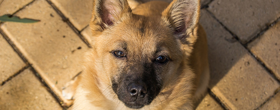 Little Dog Portrait Indy