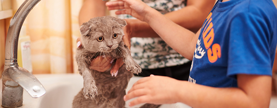 Little boy and cat in the shower