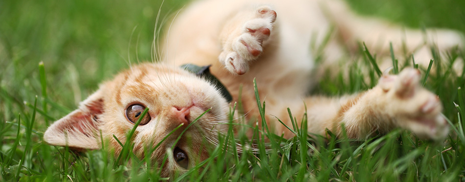 Little cat playing in grass