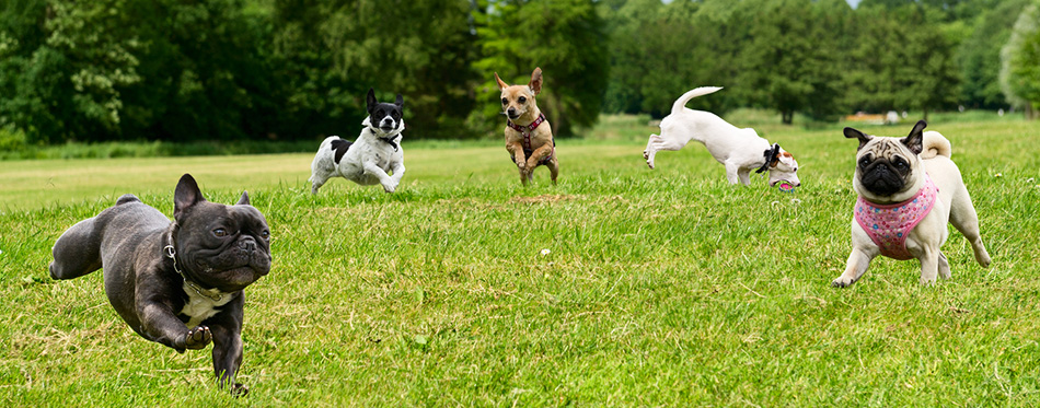 Little dogs in the park