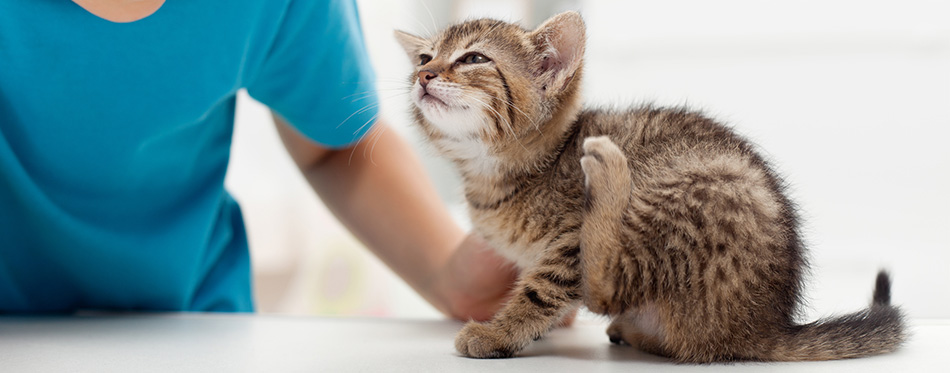 Little kitten scratching