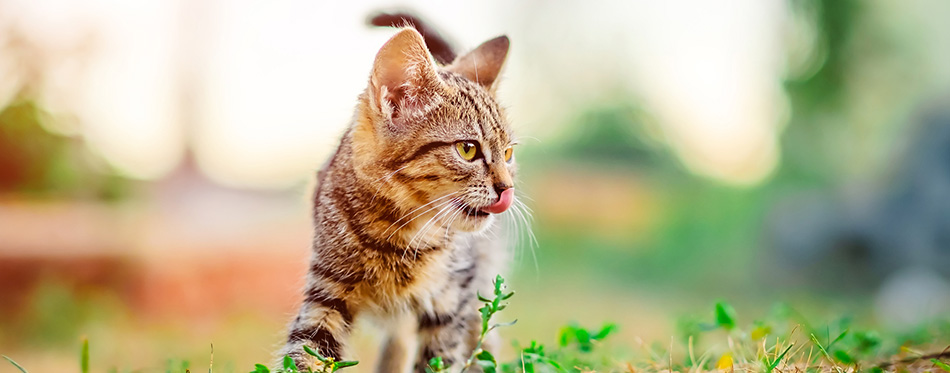 Little kitten walking