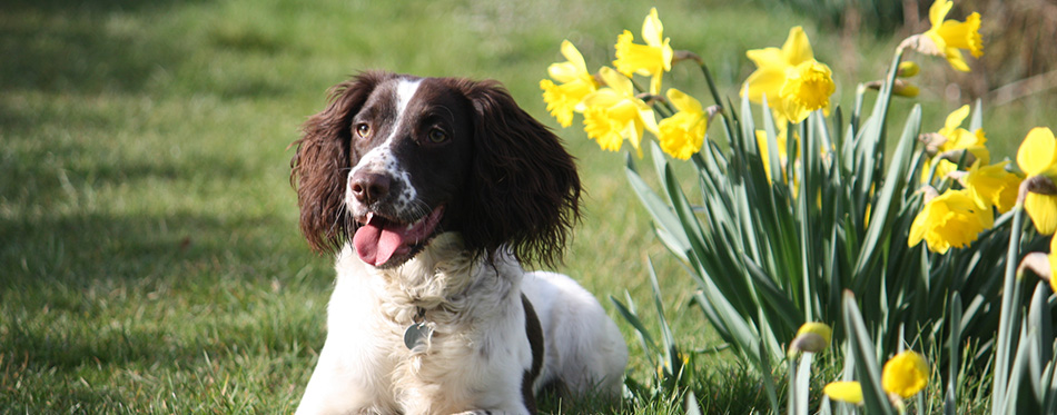 Liver and white working type english springer spaniel pet gundog