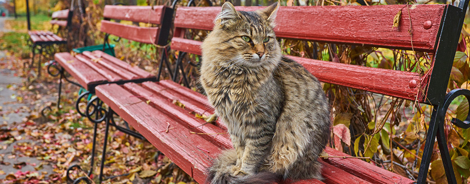 Lonely tabby cat is sitting on the bench outside 