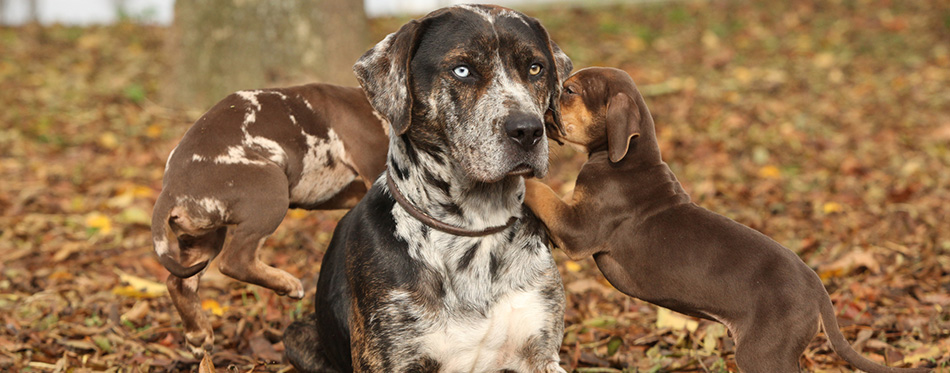 Louisiana Catahoula dog with adorable puppies in autumn 