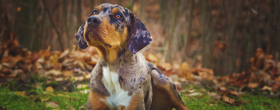 Louisiana catahoula leopard dog