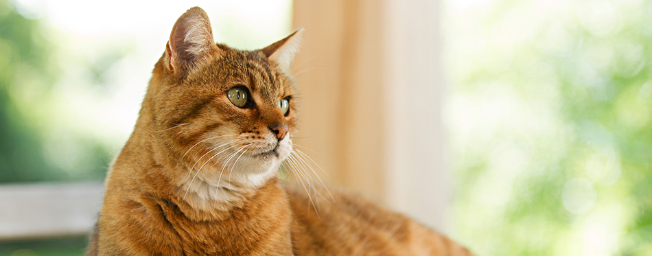 Lovely red cat on wooden table