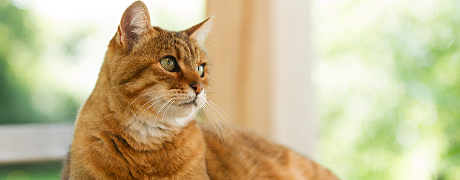 Lovely red cat on wooden table 