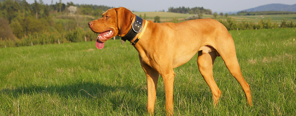 Magyar Vizsla