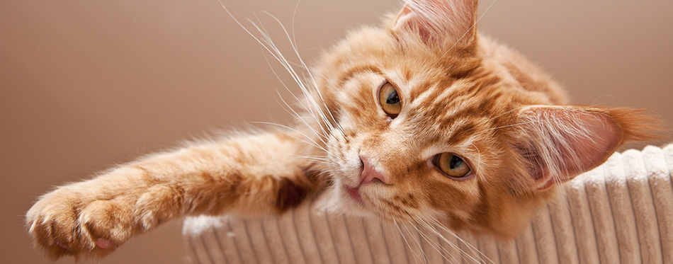 Maine Coon Kitten 