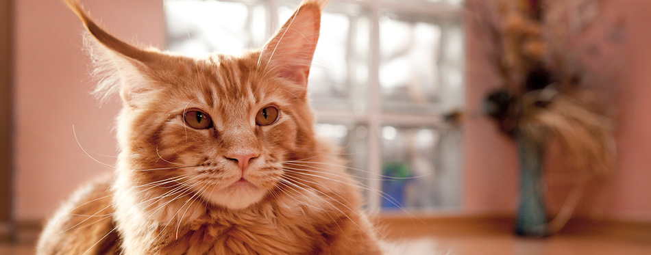 Maine Coon Kitten lying on the floor