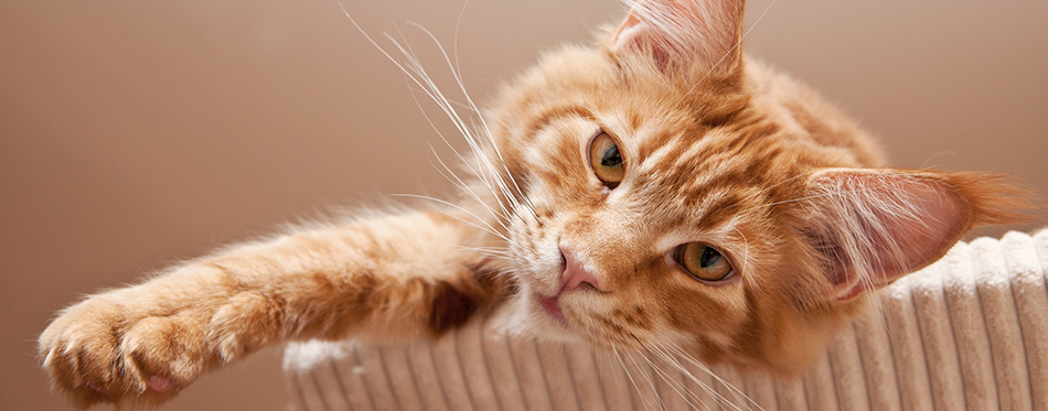 Maine Coon Kitten