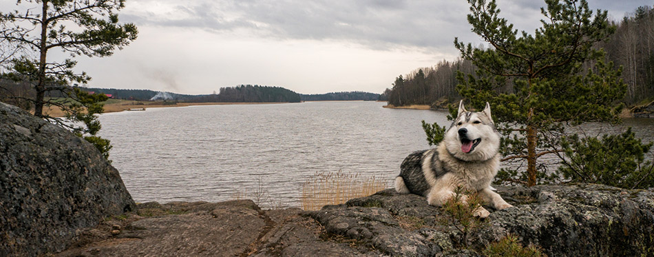 Malamute dog resting on rock 