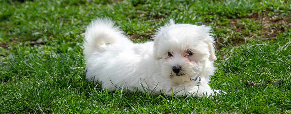 Maltese puppy - Maltese dog breed